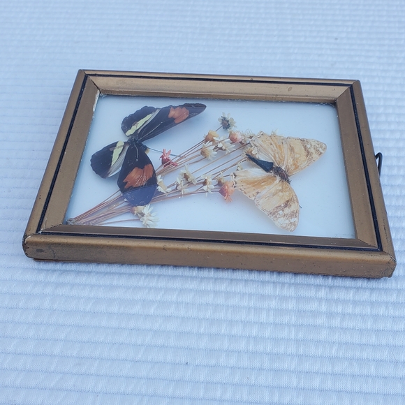 Butterfly Moth Taxidermy Framed Art 5"x4" Gallery Wall Vintage Wood Glass - Picture 5 of 7